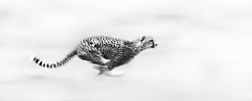 Speed
